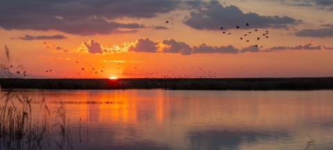 The sun sets in a pink sky above a wetland