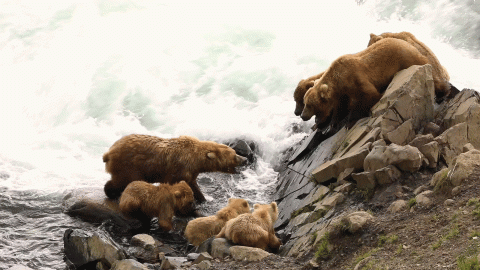 A GIF formatted image wtih a sow brown bear and her three cubs in a river as she leaps up at two elevated brown bears on the shoreline using her open jaws to intimidate the elevated bears away from her area. 