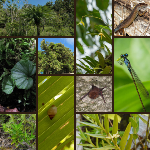 A collage of Mariana Island species proposed for critical habitat