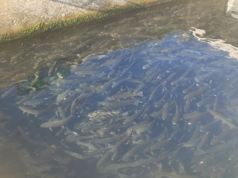 Raceway fish about to be loaded into a fish stocking truck
