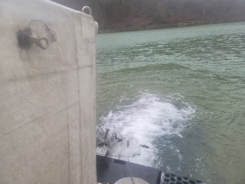 View of fish stocking truck with water and fish pouring out of the fish tank going into clear/green lake water