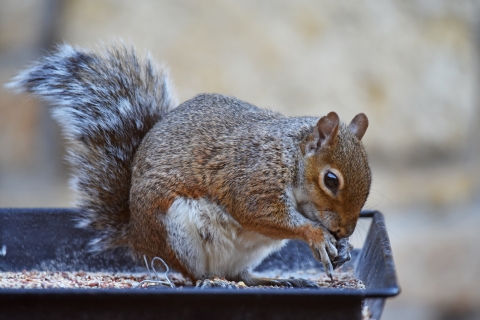 A gray squirrel sitting on a feeder platform and eating seeds.