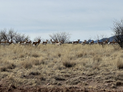 A herd of sheep standing on a grassland