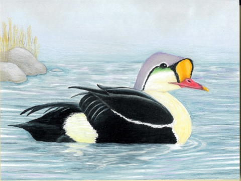 Painting of a King Eider duck