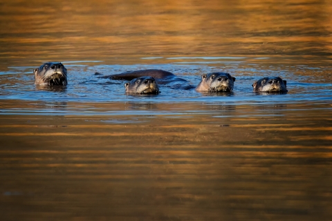 A group of 4 otters swimming side by side towards the camera with only their heads showing except for one with its back and head above water.