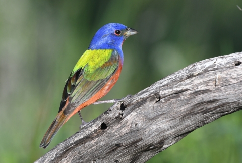 male painted bunting perched on dead branch