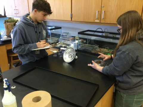 Bangor High School student Samantha Cheevers (R) weighs a wood turtle headstart at Bangor High School