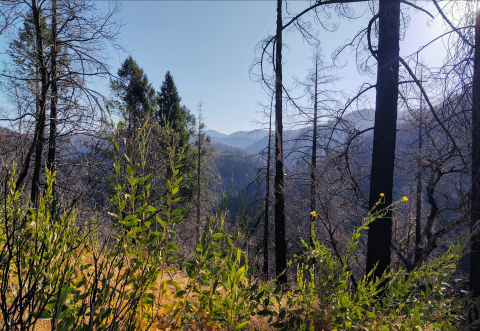 A forest with mountains behind it