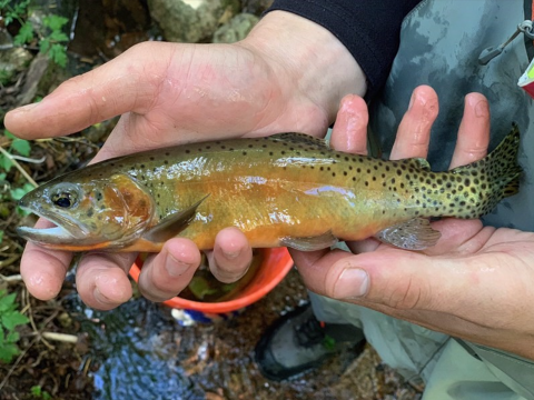 A person holding a fish in their hands
