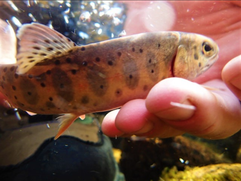 A person holds a fish underwater