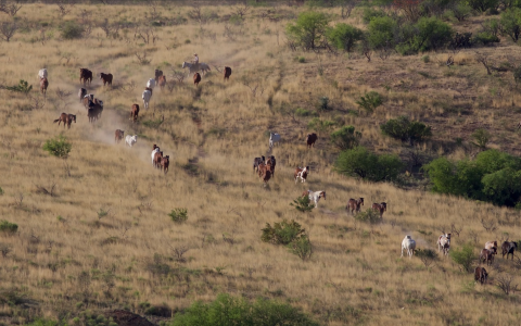 Horses running down a field