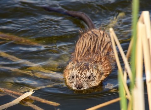 A muskrat swimming towards the camera in dark reedy water. The top half of its body is wet and above the surface.