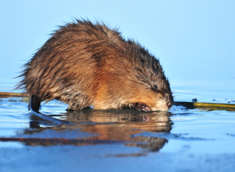 A muskrat standing with its head close to the ground on a wet muddy shore. 