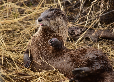 A river otter laying on its side in some golden-colored reeds with its tongue out and left paw raised.
