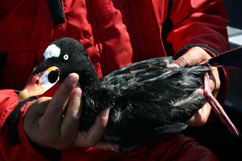 surf scoter in hand