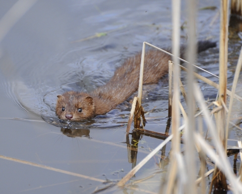 A mink swimming past some golden tan colored reeds while looking at the camera.