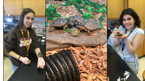 Bangor High School students pose with wood turtle headstarts & wood turtle headstarts eat turtle gelatin
