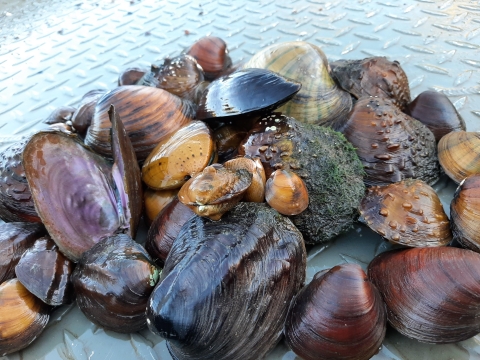 Various Mussel species laid out 