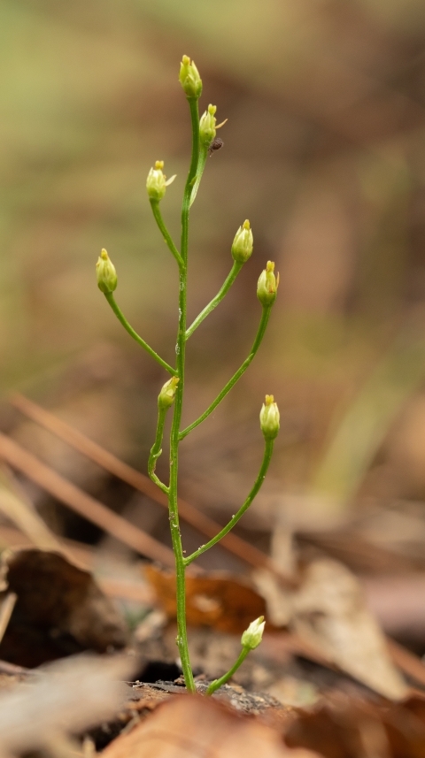 A small, wiry plant with alternating stems and flower buds at each tip