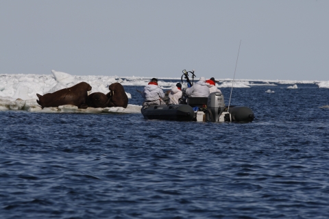 Researchers on an inflatable boat with sea ice all around float near a piece of sea ice with three walrus on it. 