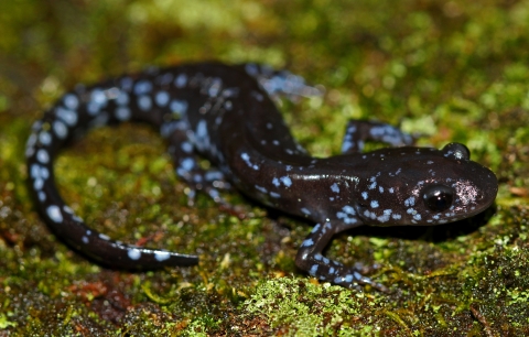 A dark grey salamander with light blue spots on a bed of green moss