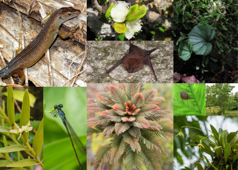 A collage of different species being proposed for critical habitat