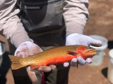 Spawning adult cutthroat trout in Utah