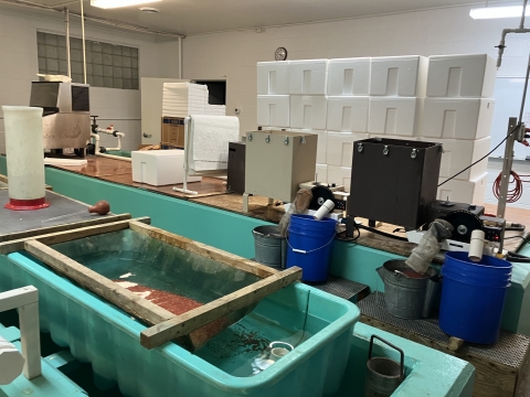 There is a trough filled with rainbow trout eggs, and behind the trough are two Jensorter machines and egg collection buckets.