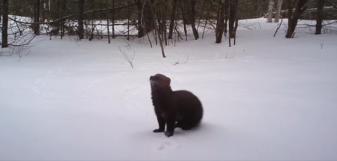 Small brown mammal in the snow.