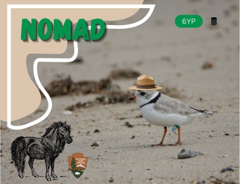 A banded piping plover facing left on a wet sand beach with small rocks and detritus. The green flag on his upper left leg is prominently displayed with white text that reads “6YP”. The text in the upper left reads “Nomad”. Graphics illustrating his band combination of upper left green flag “6YP” and upper right black are displayed in the upper right of the image. A graphic of a horse and the National Park Service logo are lower left.