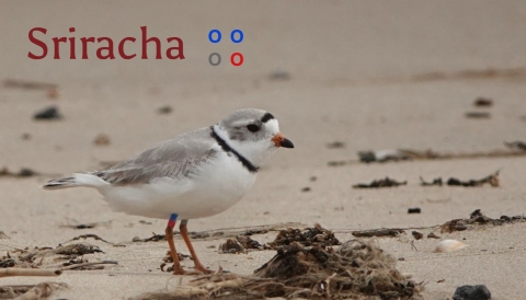 : Piping plover standing on sand beach with some detritus; text reads: “Sriracha” with four o’s representing his band color combination of cobalt over grey on his left leg and cobalt over red on his right leg.