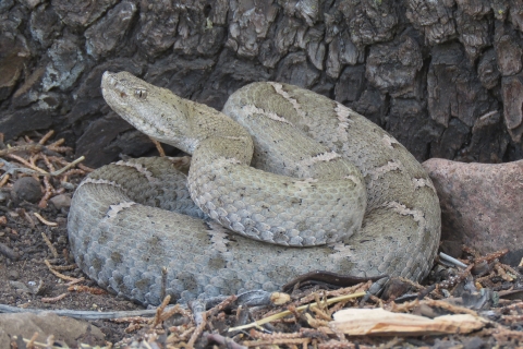 A light grey rattlesnake coils defensively with an alpine trees bark in the background.