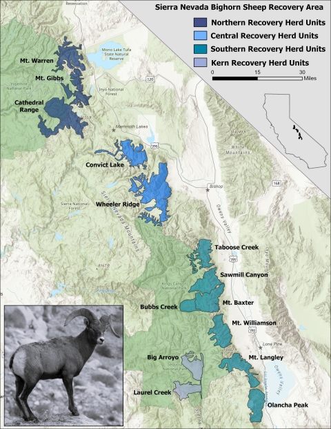 Map showing Units of bighorn sheep populations across the Sierra Nevada