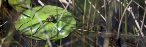 A frog rests on a lily pad in a wetland