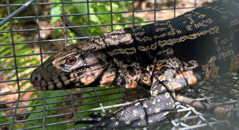 Argentine Black and White Tegu collected during an invasive reptile trapping event in Fort Pierce, Florida.