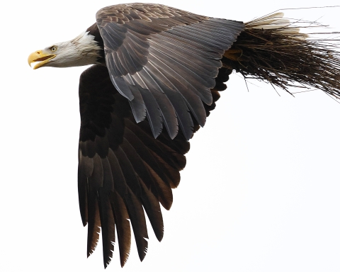 Large bird white white head and brown body in flight