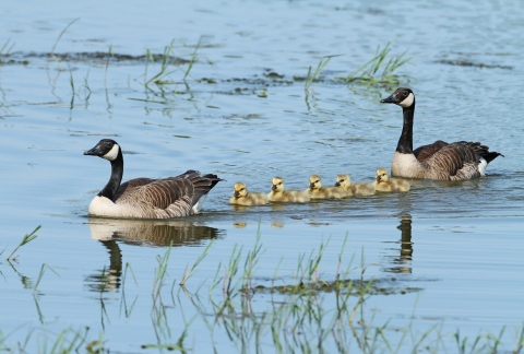Pair of Canada Geese with 5 goslings swimming in a body of water