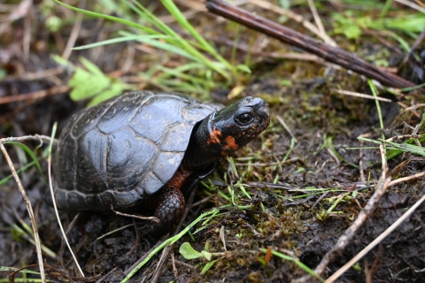 Small turtle with orange markings on its head in the mud