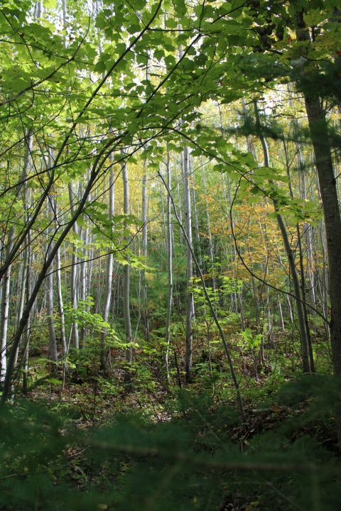 Early successional forest