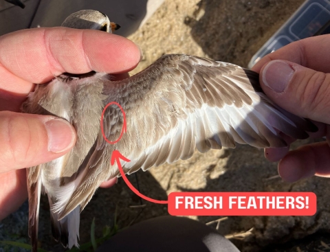 A piping plover held in bander’s grip with its right wing held open to show its feathers. White text on a red background bubble reads “FRESH FEATHERS!” and a red arrow leads from the bubble to an area of medium brown feathers circled in red. 