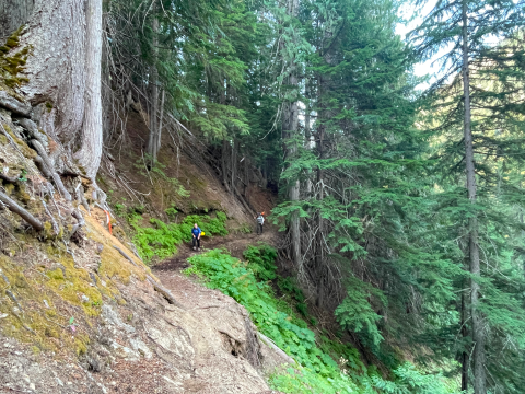 A forest view of large green trees and trail with people working on the trail