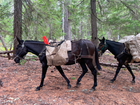 Two mules wearing packs walking in a forest