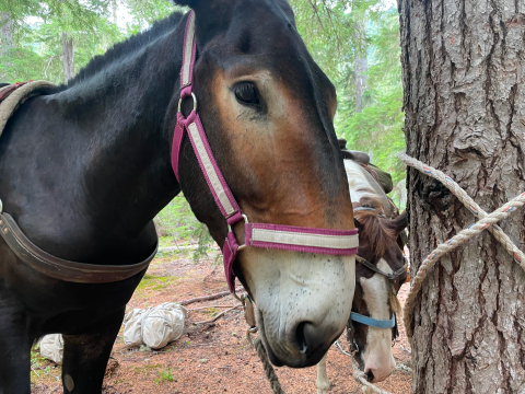 A close up of a mule looking at the camera. Another mule is behind him.