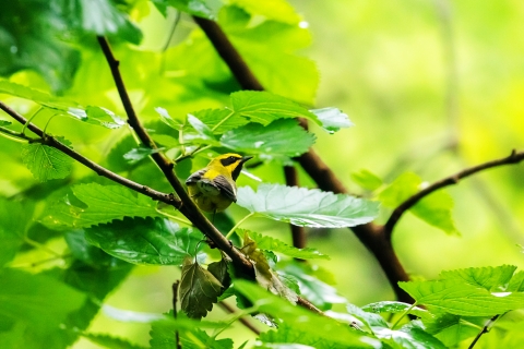 Lawrence's warbler perched in a tree