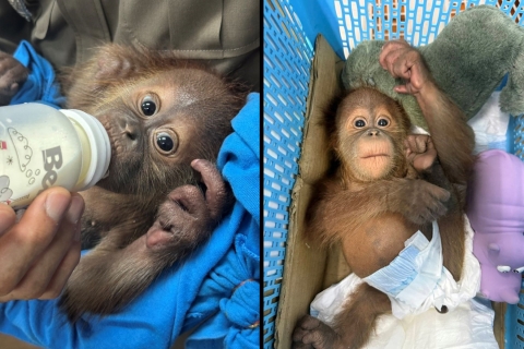 Two baby orangutans in custody