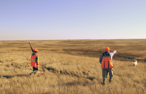 Two hunters wearing orange vests walking in a prairie with a white dog running ahead
