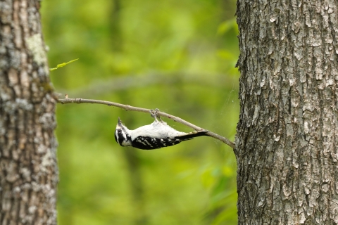 A female downy woodpecker hangs underneath a thin branch