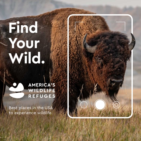 A bison stands in a cell phone camera frame with the words Find Your Wild