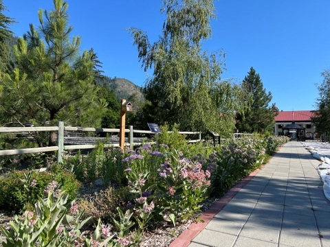 a garden blooms next to a paved path