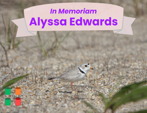 A small, sandy-colored shorebird with an orange and black bill and a black headband and neck collar stands on a gravel and sand beach among some small, sparse vegetation. Four cylinders representing the color band combination on its legs are in the lower left of the photo and are read as cobalt over orange on the left and green over light blue on the right. The light pink banner along the top reads “In Memoriam” followed by “Alyssa Edwards” in purple text. 